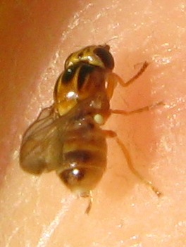 Chloropide: possibile Thaumatomyia notata.